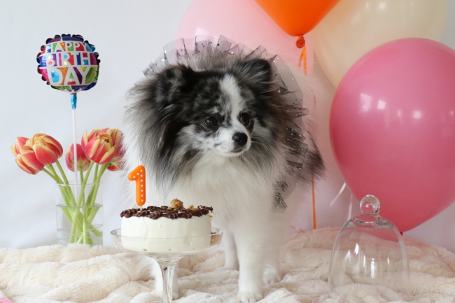 Minty's 1st Birthday Photo Shoot on mintymondays.com, But… But… But… I'm not done yet.