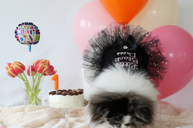 Minty's 1st Birthday Photo Shoot on mintymondays.com, leave no crumbs behind