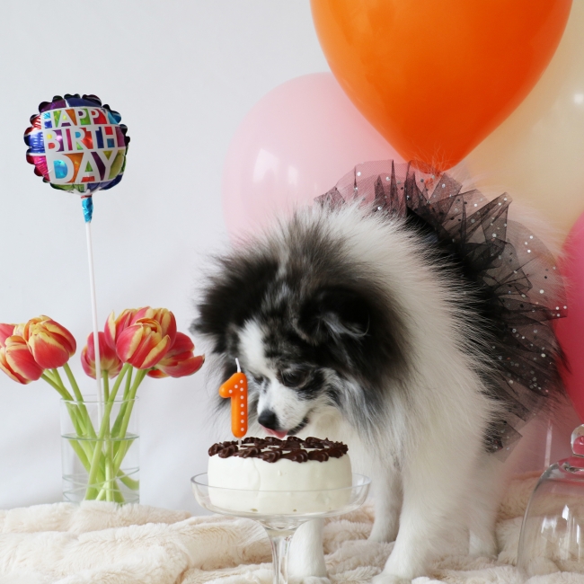 Minty's 1st Birthday Photo Shoot on mintymondays.com, licking cake