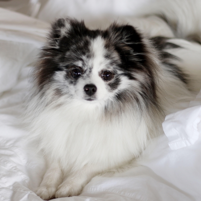 It's bedtime… Stare at mommy for treats - Minty on mintymondays.com #MintyMondays #Puppy