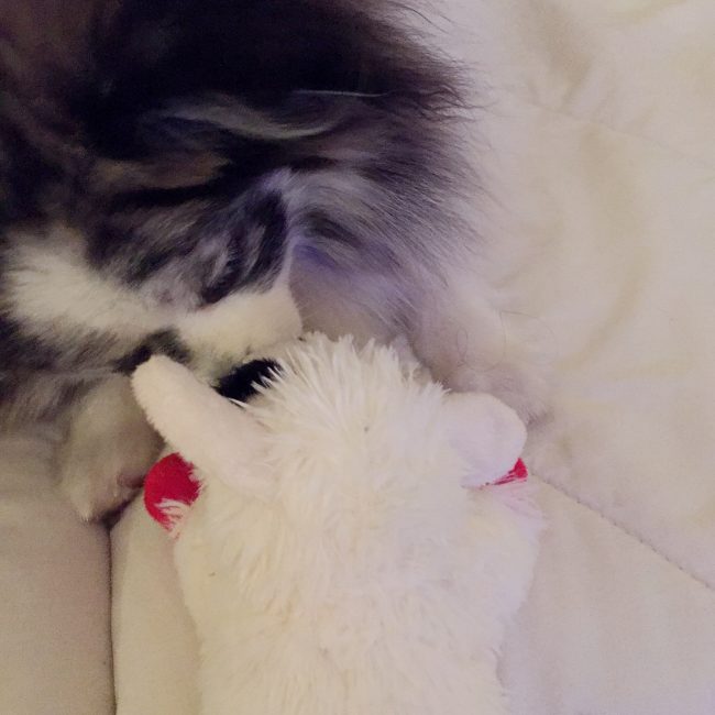 Minty's 1st birthday recap_giving kisses to Lamb Chop on mintymondays.com #MintyMondays