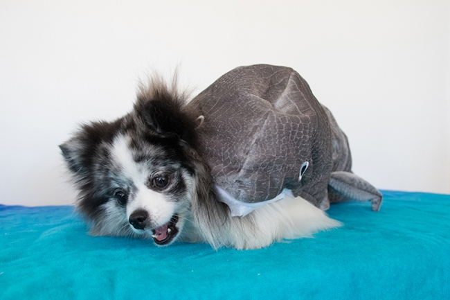 Minty in shark costume for Shark Tank season premiere, on mintymondays.com_1