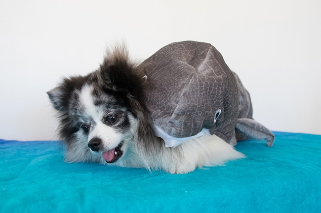 Minty in shark costume for Shark Tank season premiere, on mintymondays.com_2