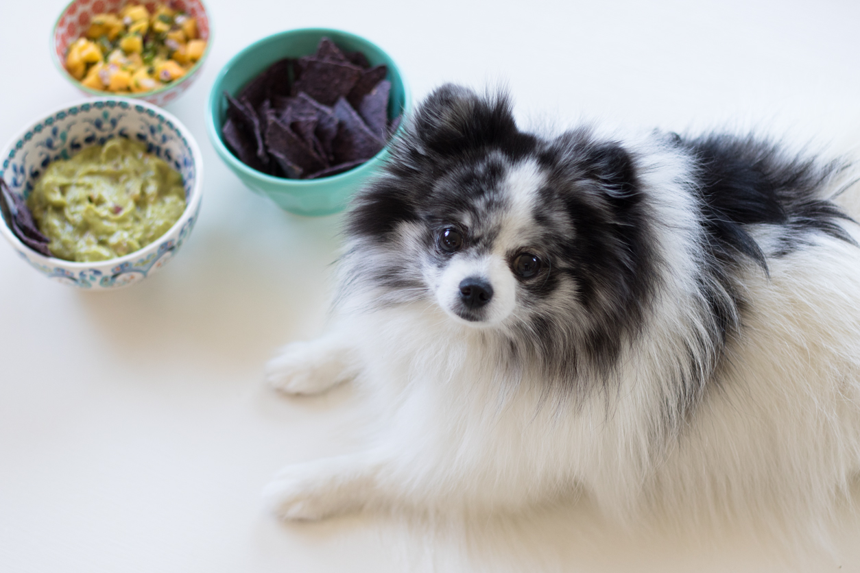 How to get treats from your blogger, photographer mom_Photobombing mom's photoshoot_National Tortilla Chip Day_on mintymondays.com