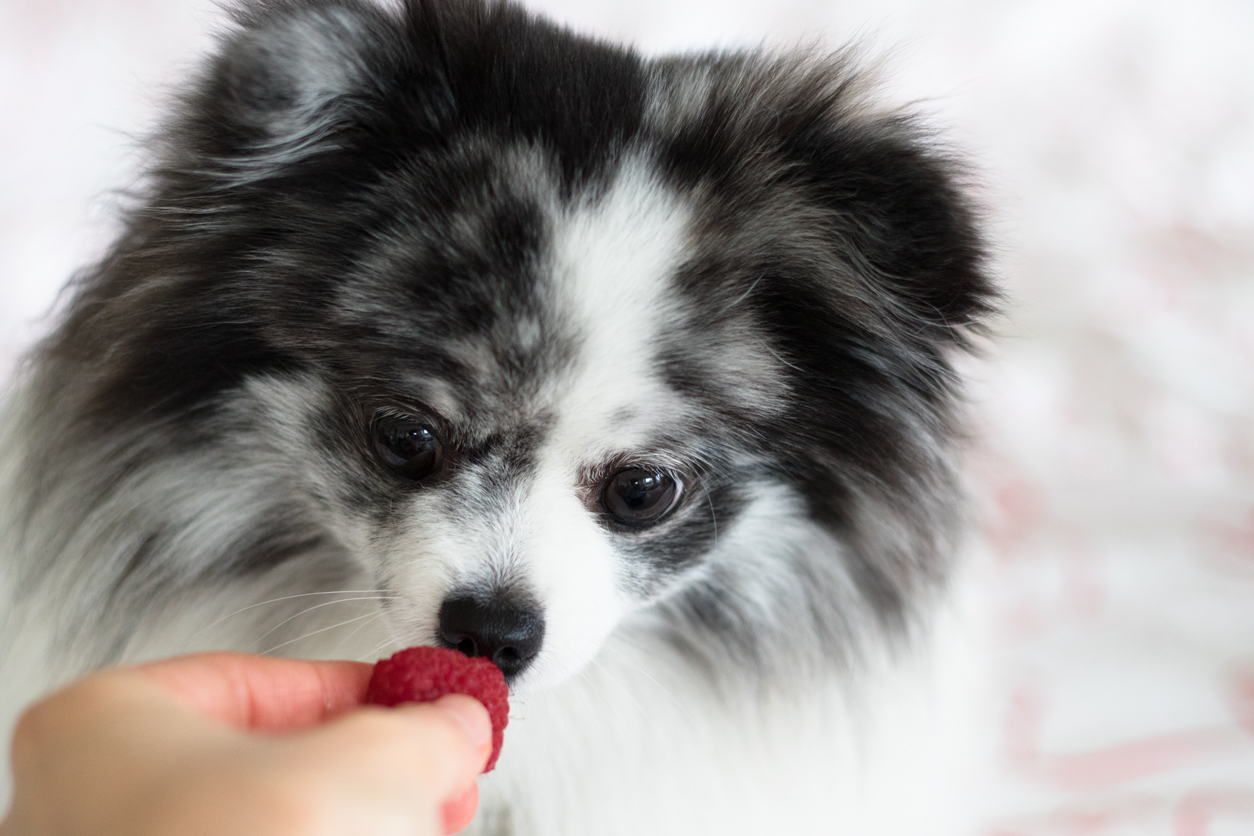 Minty loves her raspberries_mintymondays.com