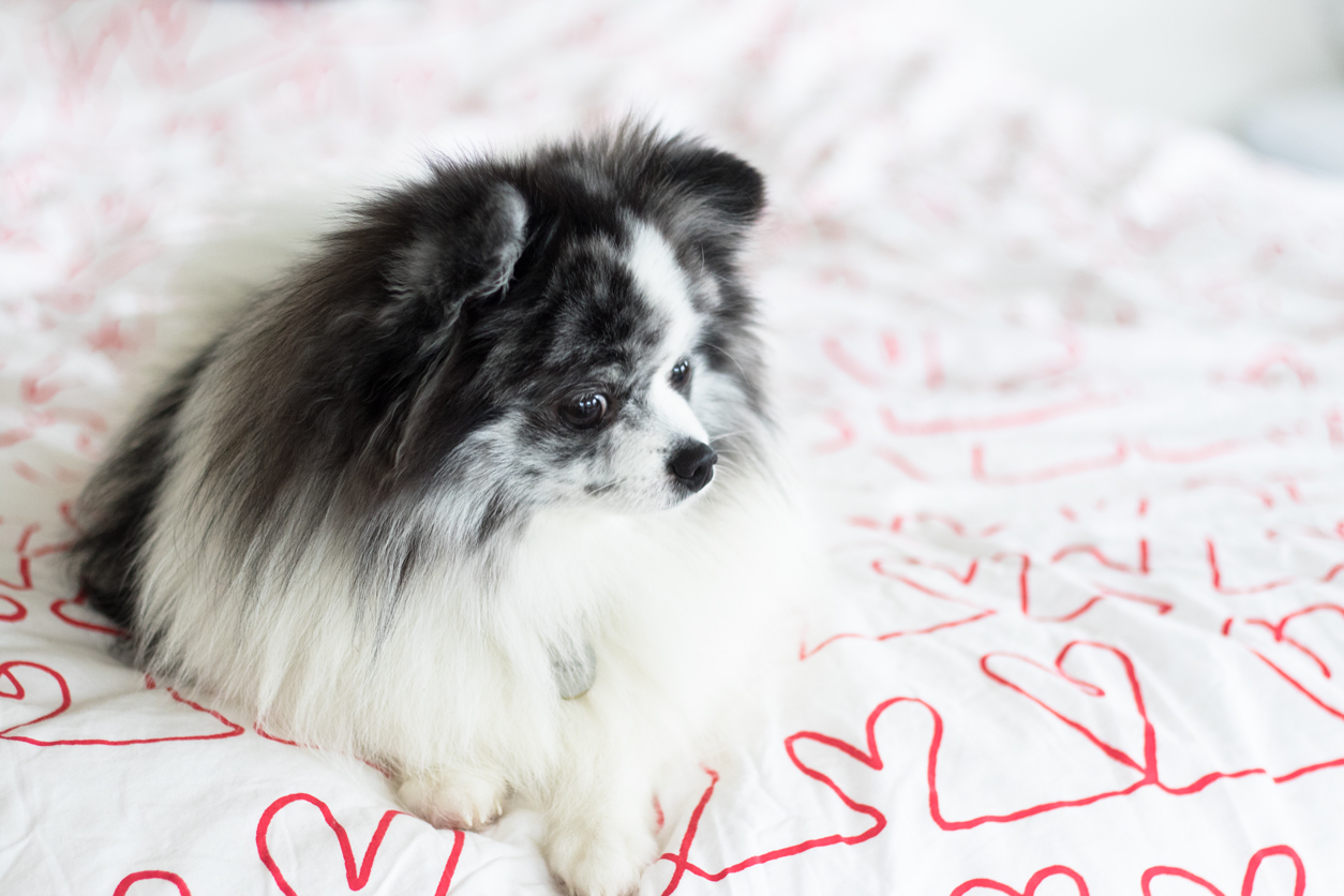 Minty on hearts bed_National Pet Day_mintymondays.com