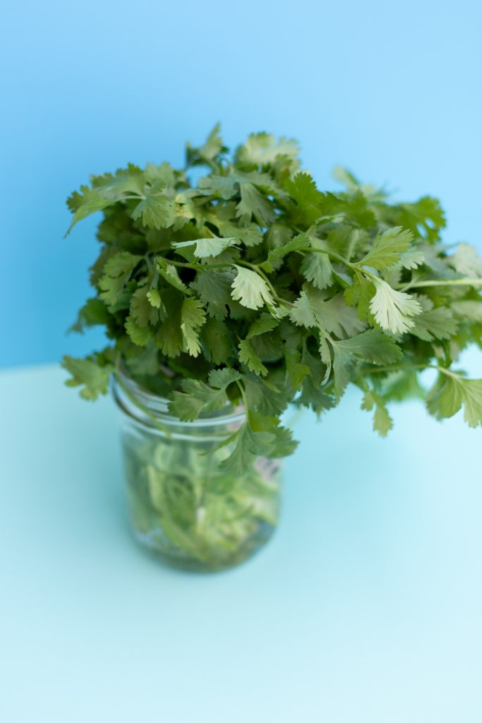 how to store cilantro in the fridge_cilantro in jar with water_closeup